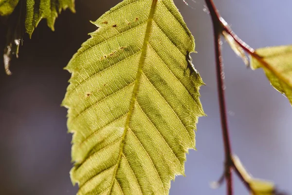 Disparo Selectivo Enfoque Una Hoja Verde Sobre Árbol Con Fondo —  Fotos de Stock