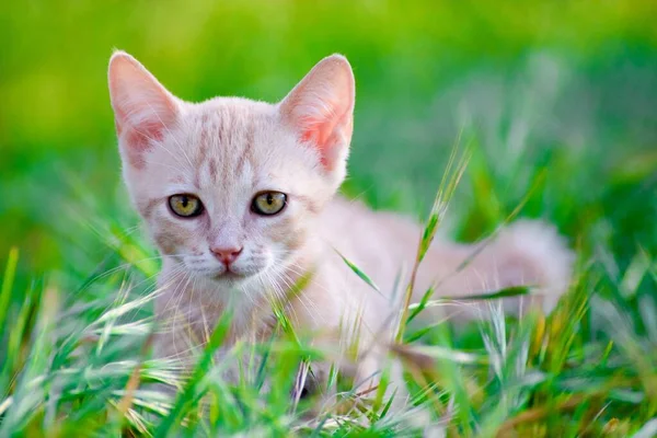 Tiro Belo Gato Com Olhos Coloridos Sentados Grama — Fotografia de Stock