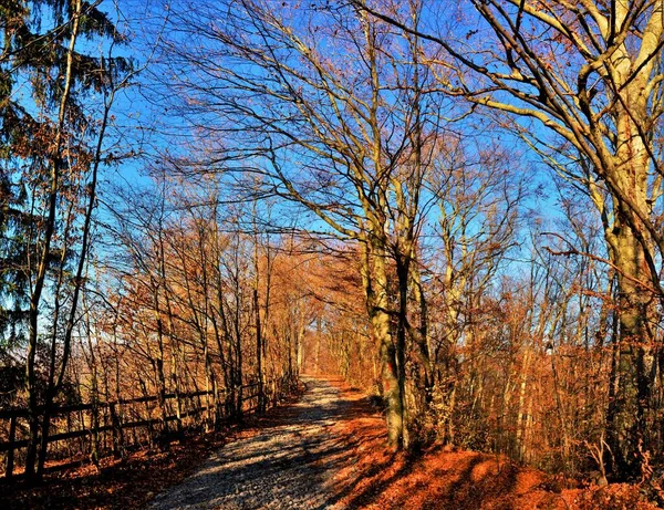 Hermoso Paisaje Otoñal Bosque Con Árboles Desnudos Hojas Caídas Sobre —  Fotos de Stock