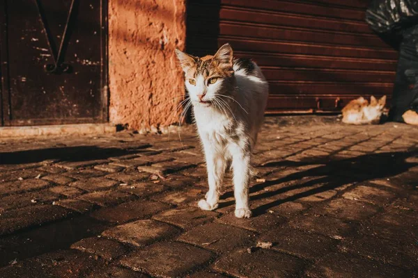 Primer Plano Gato Blanco Marrón Parado Aire Libre Con Sombra —  Fotos de Stock