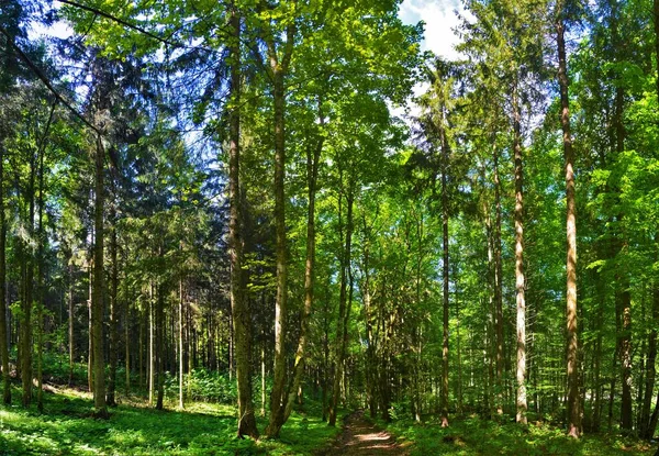 Uma Bela Floresta Verde Durante Dia — Fotografia de Stock