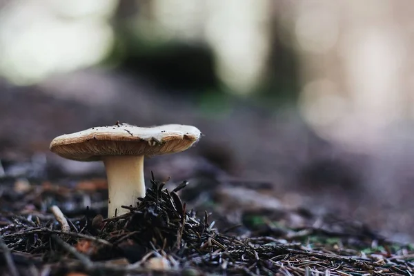 Selektivní Ostření Záběr Bílé Houby Lese Přirozeným Rozmazaným Pozadím — Stock fotografie