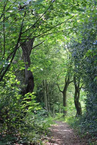 Ormandaki Patika Uzun Ağaçlar Arka Plan Için Mükemmel — Stok fotoğraf