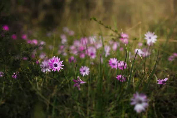 Eine Nahaufnahme Von Rosa Gänseblümchenblümchen Park — Stockfoto