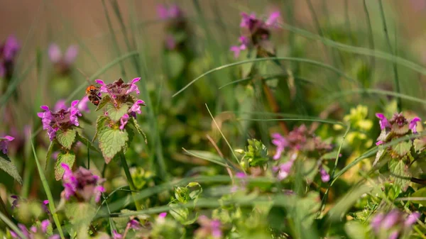 Den Lila Fältet Blommor Solig Dag — Stockfoto