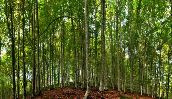 Красивый Зеленый Лес Днем — стоковое фото