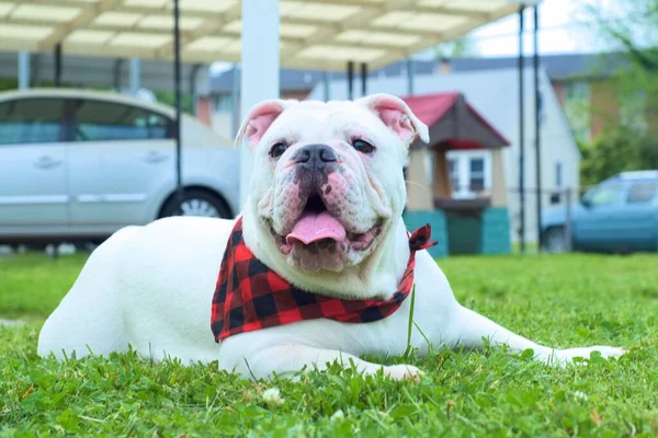 Egy Aranyos Fehér Ausztrál Bulldog Zöld Füvön Napközben — Stock Fotó