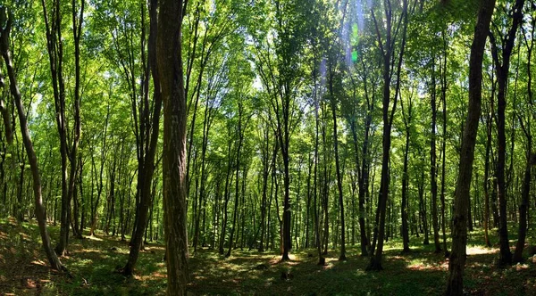 Низкий Угол Съемки Красивых Зеленых Деревьев Лесу Захваченных Солнечный День — стоковое фото