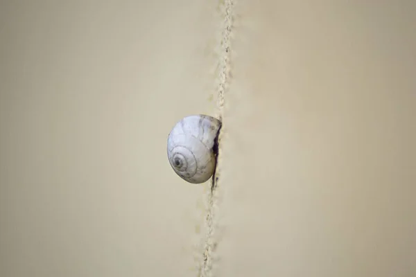 Kumdaki Küçük Salyangozun Yakın Çekimi — Stok fotoğraf
