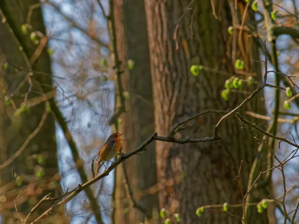 森の木の枝に垂れたヨーロッパのロビンの低角度のショット — ストック写真