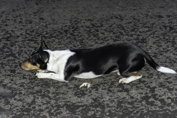 Tiro Enfoque Selectivo Perro Zorro Terrier Blanco Negro Tirado Suelo —  Fotos de Stock