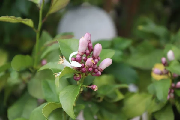 Närbild Små Blommor Som Växer Trädgren — Stockfoto