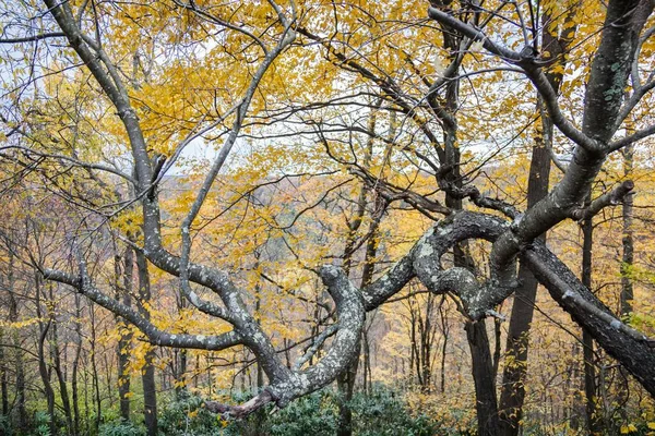 Eine Horizontale Aufnahme Quälender Bäume Und Äste Herbstfarben Einem Herbstnachmittag — Stockfoto