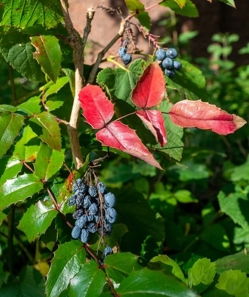 Primo Piano Delle Foglie Rosse Verdi Albero — Foto Stock