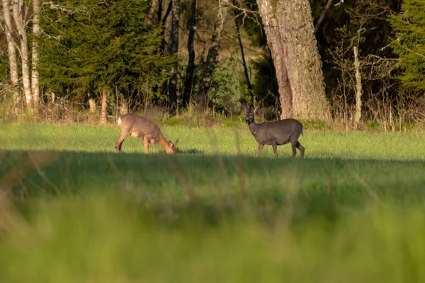 Een Selectieve Focus Shot Van Twee Herten Een Grasveld Met — Stockfoto