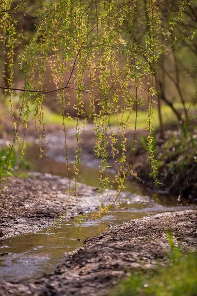 Beau Plan Ruisseau Avec Eau Qui Coule Dans Une Forêt — Photo