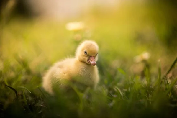 Çimlerin Üzerinde Şirin Küçük Sarı Bir Yavru Ördeğin Seçici Odağı — Stok fotoğraf