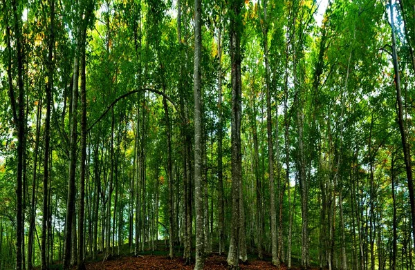 Uma Bela Floresta Verde Durante Dia — Fotografia de Stock