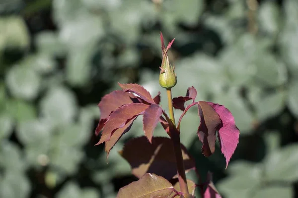 Een Selectieve Focusshot Van Een Bloemknop Met Rode Bladeren — Stockfoto