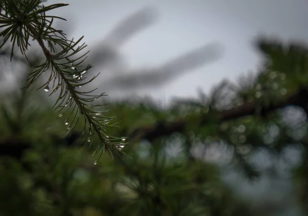 雨の日に常緑樹の枝のクローズアップ — ストック写真