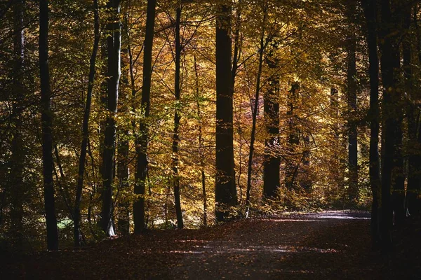 一条在白天被树木环绕的森林之路 — 图库照片