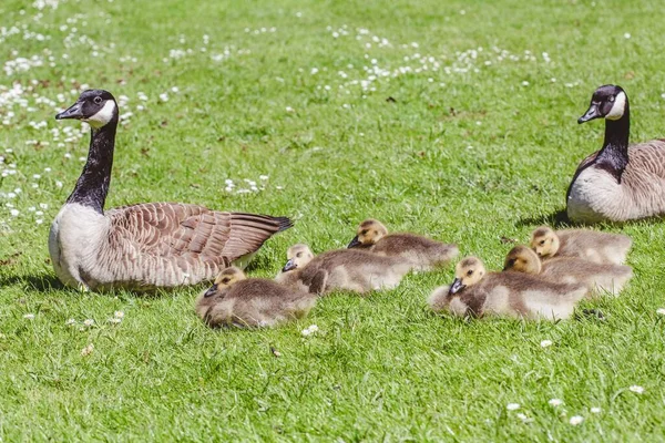 在一个温暖的阳光灿烂的日子里 一群鸭和鹅坐在草地上 — 图库照片