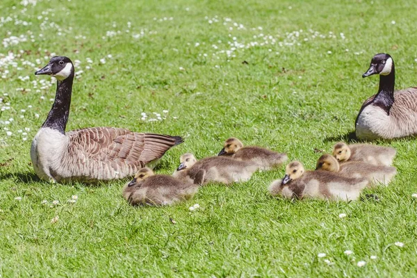 Grupo Patos Gansos Sentados Campo Cubierto Hierba Cálido Día Soleado — Foto de Stock