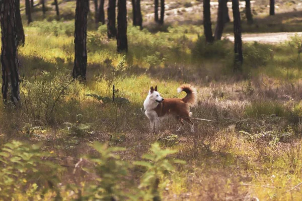 Cute Brown White Welsh Sheepdog Forest — стоковое фото