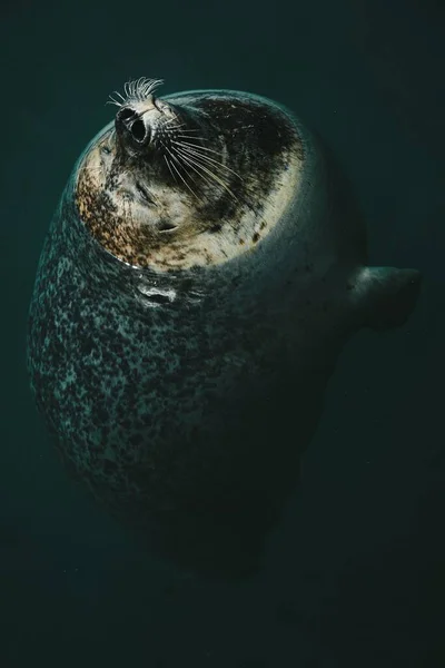 Primer Plano Una Foca Del Puerto Nadando Agua —  Fotos de Stock