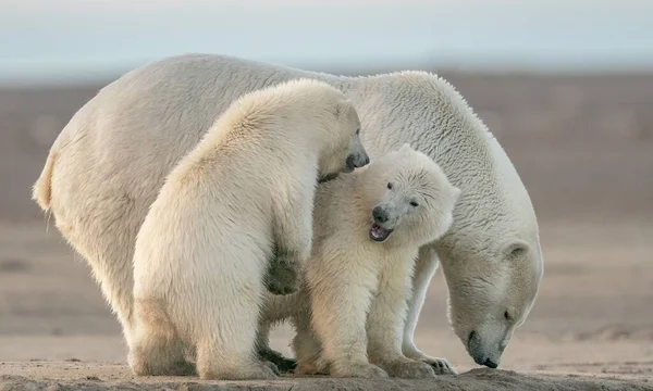 Tiro Foco Seletivo Ursos Polares — Fotografia de Stock