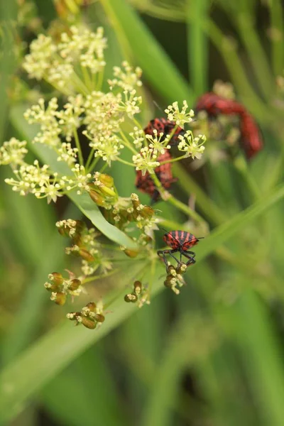 Bahçedeki Çiçek Tarlasındaki Böcekler — Stok fotoğraf