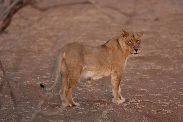 Leão Fêmea Chão Arenoso Olhando Para Câmera — Fotografia de Stock