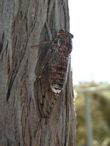 Closeup Shot Cicada Insect Tree Trunk Captures Malta — Stock Photo, Image