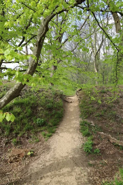 Sentier Étroit Dans Une Forêt Entourée Beaux Arbres Dans Une — Photo