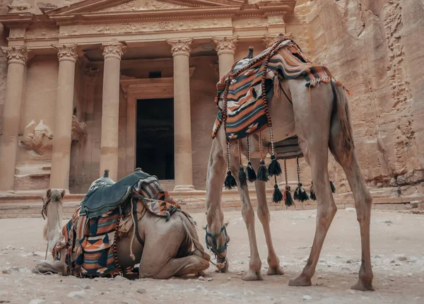 Los Camellos Frente Histórica Petra Wadi Jordania —  Fotos de Stock