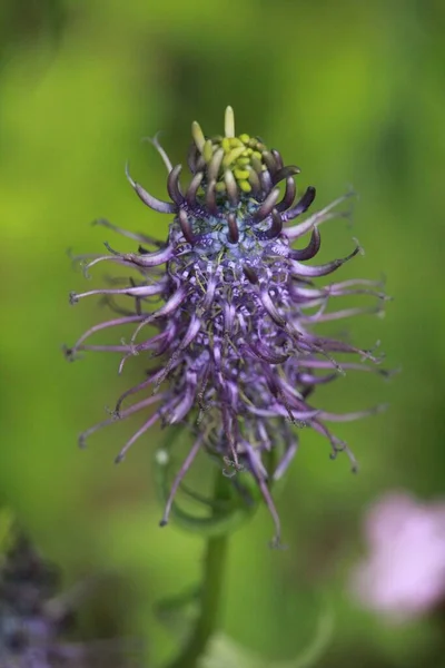 Квітуча Фіолетова Квітка Природному Середовищі — стокове фото