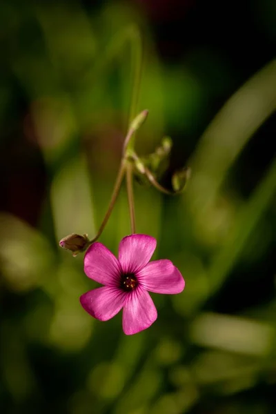 レッドウッドソレルの花の垂直選択的フォーカスショット — ストック写真