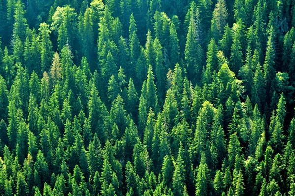 Egy Nagy Szögletű Felvétel Sok Gyönyörű Zöld Fenyőfáról Egy Erdőben — Stock Fotó