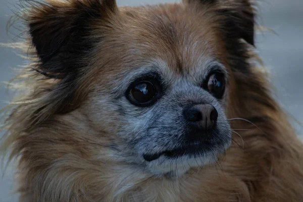 Nahaufnahme Eines Niedlichen Pommerschen Hundes Auf Grauem Hintergrund — Stockfoto