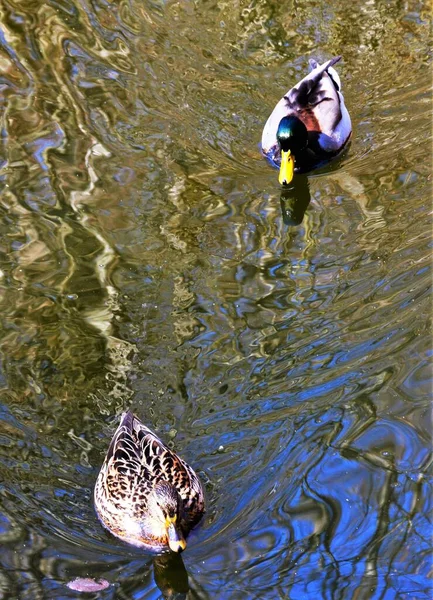 Tiro Vertical Par Patos Reais Nadando Lagoa — Fotografia de Stock