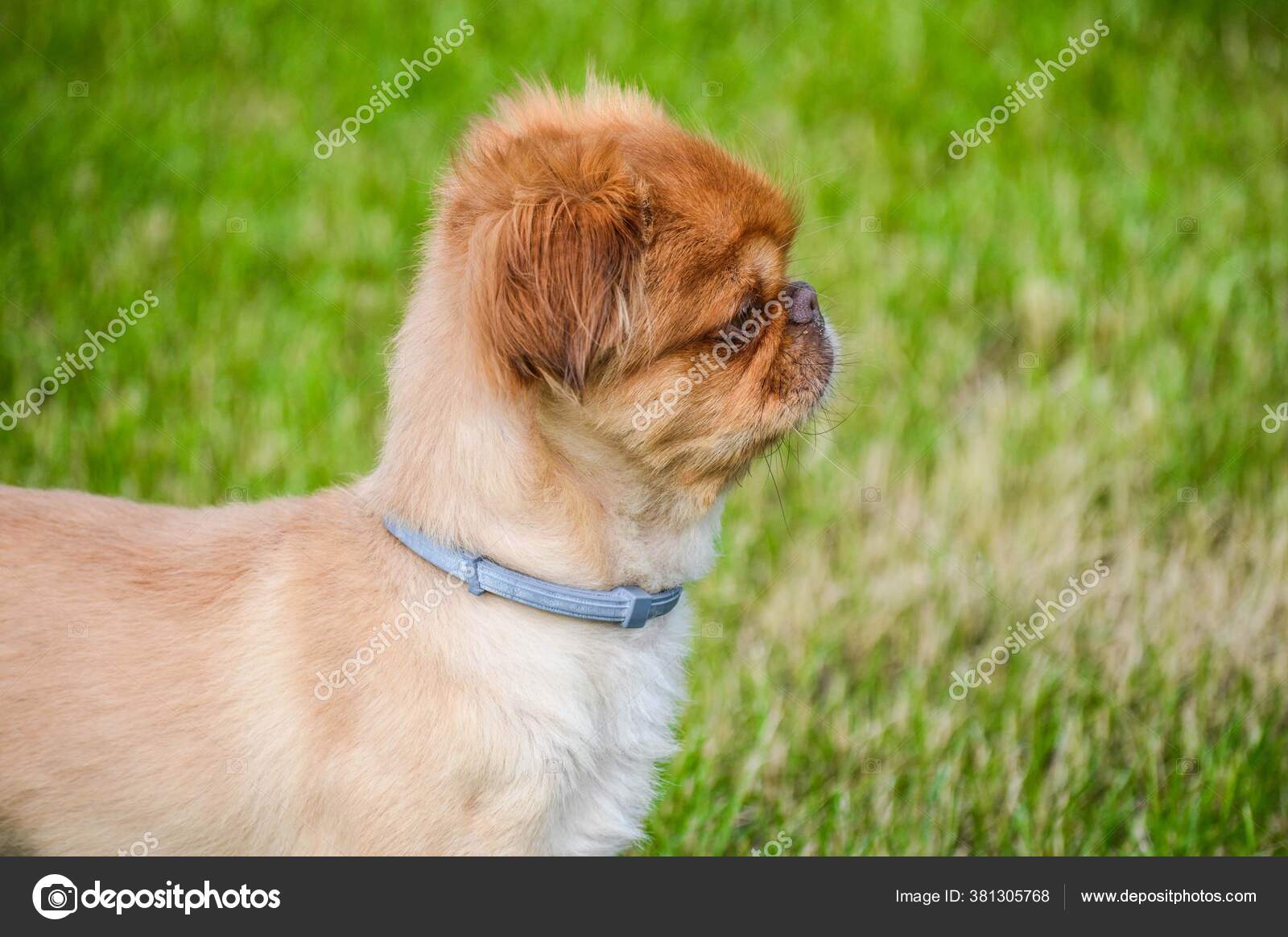 414 Petit Chien Lion Stock Photos Petit Chien Lion Images Depositphotos