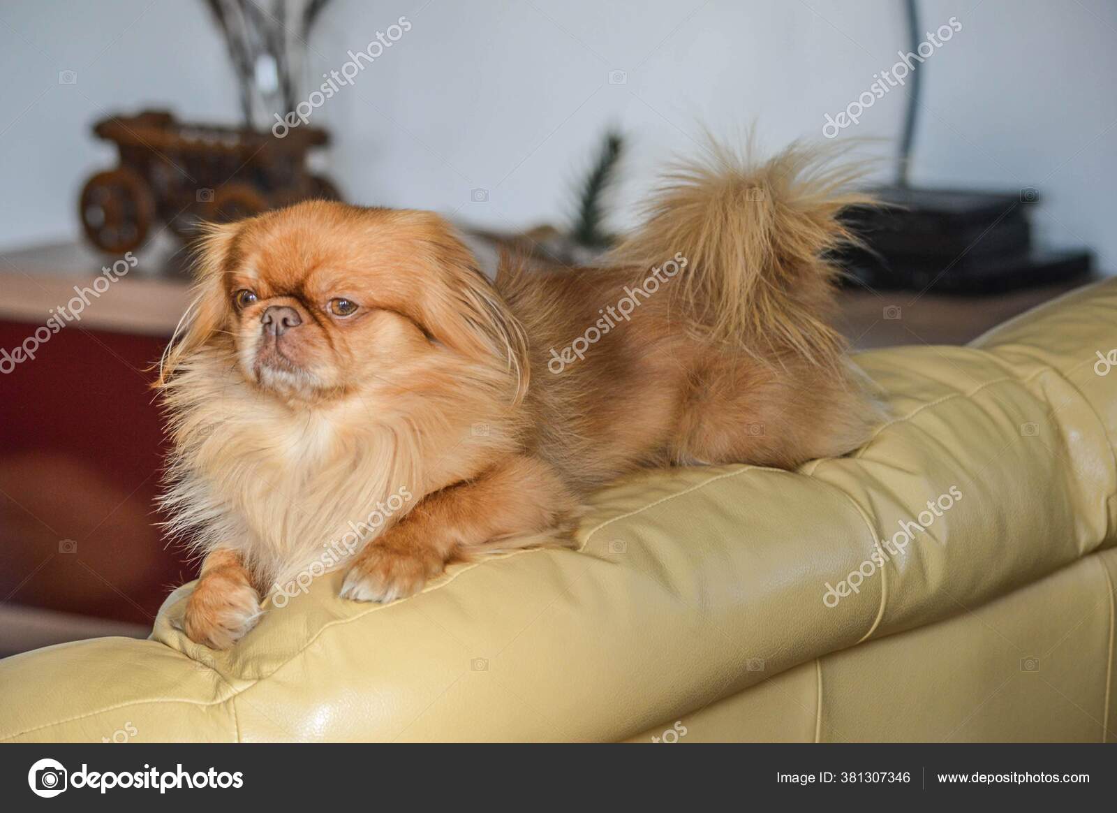 414 Petit Chien Lion Stock Photos Petit Chien Lion Images Depositphotos