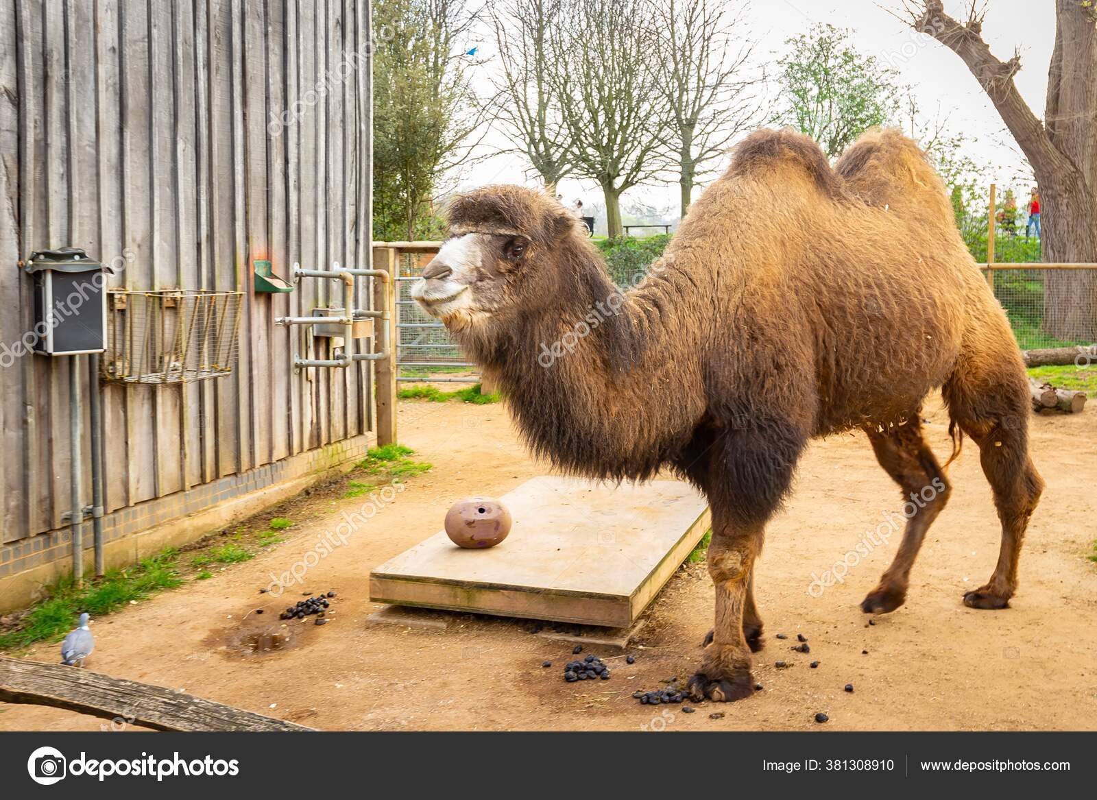昼間は動物園のバクテリアラクダ ストック写真 C Wirestock 昼間は動物園のバクテリアラクダ ストック写真 C Wirestock