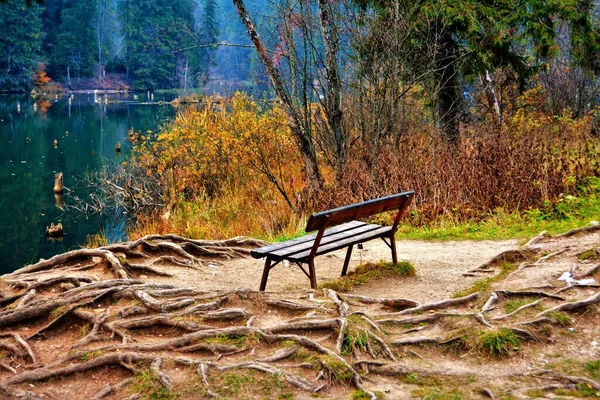 Schöne Aufnahme Einer Holzbank Der Mitte Der Baumwurzeln — Stockfoto