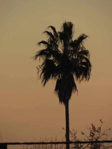 Uma Silhueta Vertical Uma Palmeira Sob Céu Pôr Sol — Fotografia de Stock