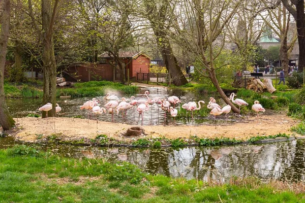 Una Bandada Flamencos Junto Lago Zoológico Durante Día —  Fotos de Stock