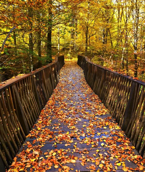 Vertical High Angle Shot Leaves Fallen Bridge Forest Autumn — Stock Photo, Image