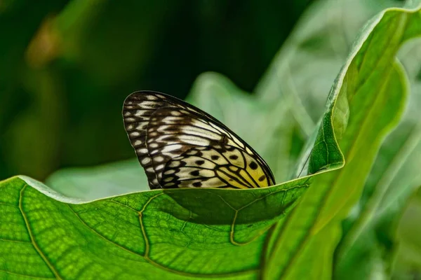 Gros Plan Papillon Assis Sur Une Feuille — Photo