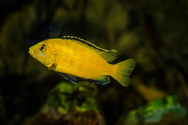 Selektywny Strzał Akwarium Cichlidae Żółta Ryba — Zdjęcie stockowe