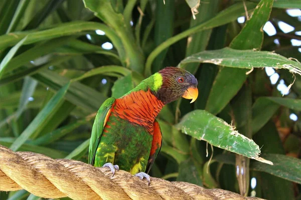 Egy Alacsony Szögű Lövés Szivárvány Lorikeet Egy Kötélen — Stock Fotó